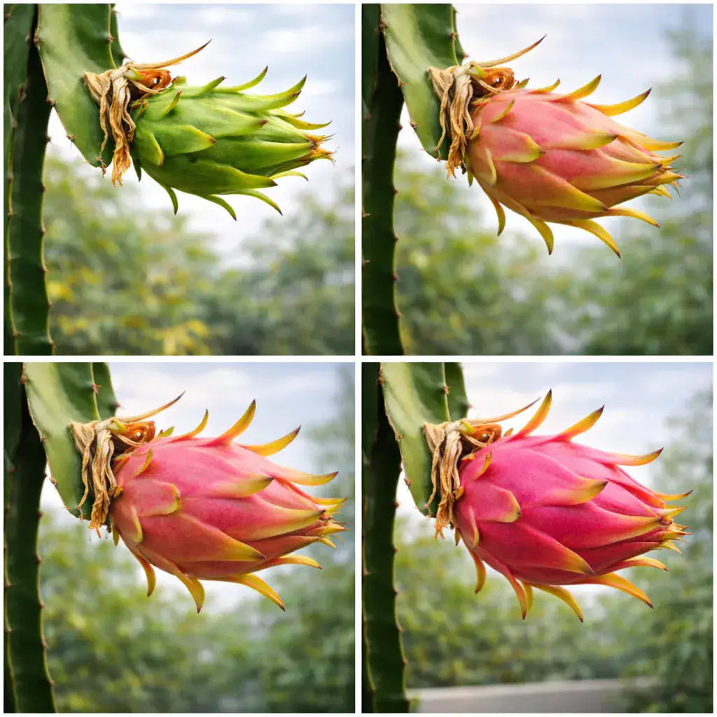 Grow Dragon Fruit at Home | Complete Beginner’s Guide
